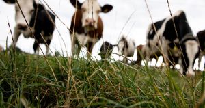 Danmark indfører som første land i verden CO₂-afgift på produktion af husdyr. Er det et globalt forspring eller et dyrt eksperiment?