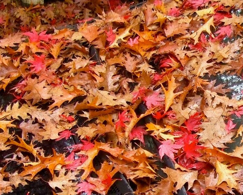 Canada Has No Right to Exist