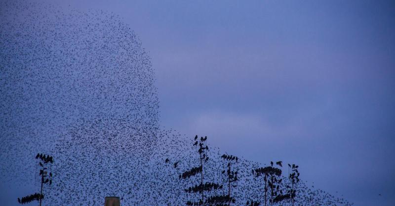Mental Murmuration: A Metaphor for the Workings of the Brain
