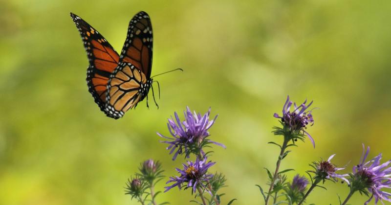 Who You’re Meant to Become