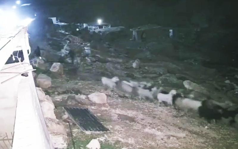 CCTV shows IDF troops escorting settlers said to be stealing Palestinians’ livestock