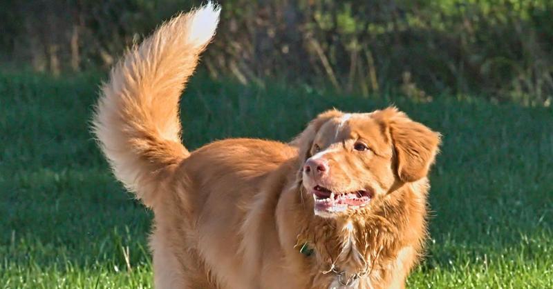 Why Do Dogs Need a Tail?