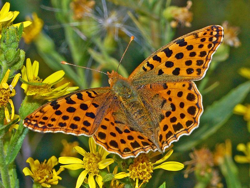 A third of Israel’s butterfly species threatened, with three already extinct