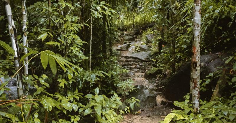 Do Multinational Corporations Care About Biodiversity?