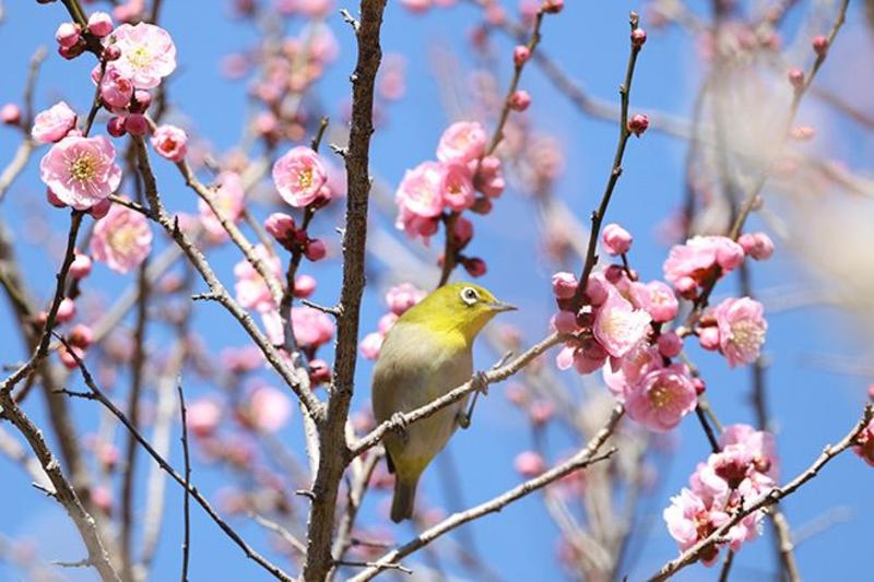 VOX POPULI: Ume blossoms signal the arrival of spring that is still in name only