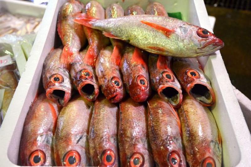 VOX POPULI: Cultivation of ‘nodoguro’ great news for lovers of this tasty fish