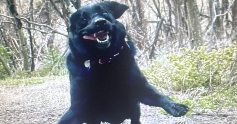 For Your Pet To Thrive, Listen to What They're Asking of You