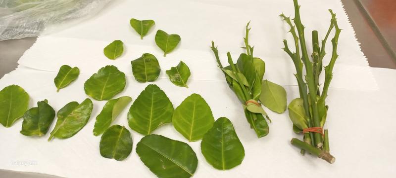 Customs agents nab infected lemon tree, averting ‘disaster’