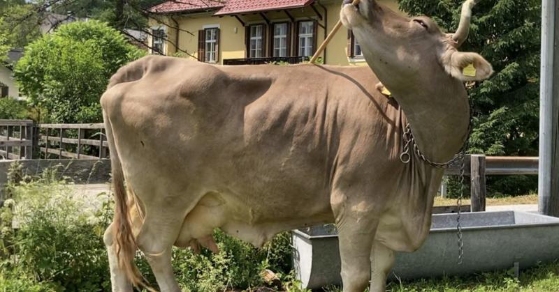 Tool Use By Animals: Why the Hype and Why It's So Important