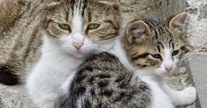 Love in the Time of Deadlines