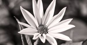 To See a Human: Intrinsic Motivation and Self-Determination