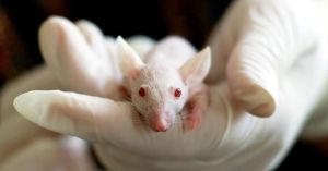 The Hidden Lives of Lab Animals and the Need for Reform