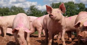 Imagining From Multiple Perspectives