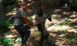 Od volka Slavca do napada medvedke: neverjetne terenske zgodbe slovenskega raziskovalca