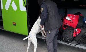 Poklicni vozniki tudi pod vplivom alkohola in drog