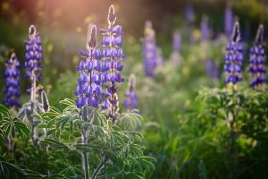 PHOTO ESSAY: Tel Socho – A Springtime Blessing Close To Home