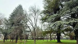 «A rischio 90 alberi per l’isola ecologica», ma il Comune smentisce