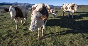 Pourquoi la location des terres, du matériel et des bêtes s’impose dans les fermes