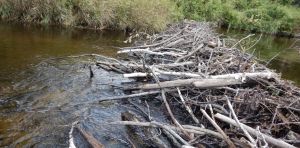 Les barrages de castors aggravent-ils vraiment les inondations ?