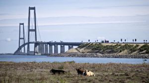 Det er præcis den type politik, vi mangler i Danmark