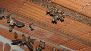Treviso, i pipistrelli fermano le ruspe del cantiere