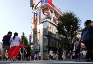 Hello, little kitty — Japan’s $20 billion cat boom