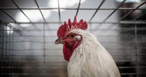 La France est-elle en train de perdre sa souveraineté alimentaire ?