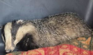 V središču Zagreba na balkonu ujeli divjo žival: 