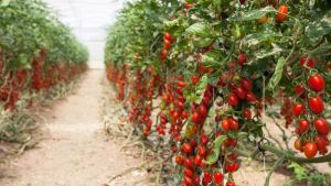 Caporalato in Toscana, le misure per contrastarlo