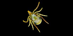 How can a tick bite cause a deadly meat allergy? An expert explains