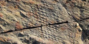 ‘Paleodictyon’: el misterioso organismo que dibuja patrones en el mar profundo desde hace millones de años