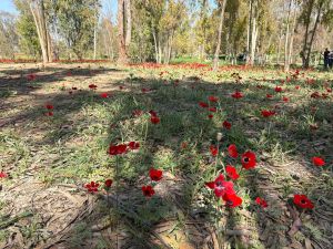 Gaza envelope hosts Darom BaLev for 2nd year as anemones carpet south