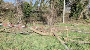 Muore travolto dall’albero che sta tagliando, a dare l’allarme un amico della vittima: non riusciva a contattarlo