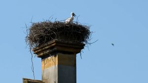 Fast alle Vögel sind schon da