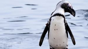 Tejer pequeños suéteres de lana para pingüinos heridos