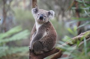 Australia's Top 10 Zoos: Best Wildlife Experiences for 2026 Ranked by Visitors and Experts