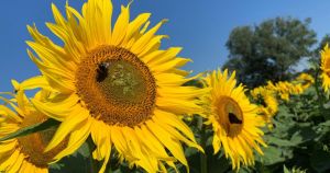 Could climate change bring more sunflower fields to Norfolk farms?