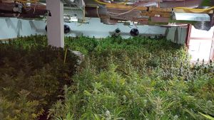 BIRN: Srpske veze i u drugim makedonskim kompanijama za kanabis