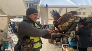 Appello degli ambulanti contro i piccioni: «Vogliamo il falconiere tutti i giorni»