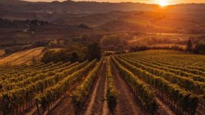 La luce che migliora il vino: ricerca dell’Università di Pisa nella tenuta dell'Ornellaia
