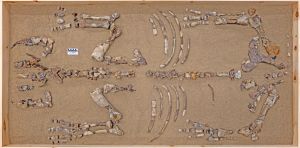 Voici Epiaceratherium itjilik, le rhinocéros qui a vécu dans l’Arctique