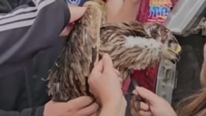 Spasavanje Feliksa: Kako je orao krstaš iz Srbije završio u ratom zahvaćenoj Siriji?