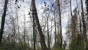 Sos per il Lago di Porta. Allarme degli ambientalisti: 