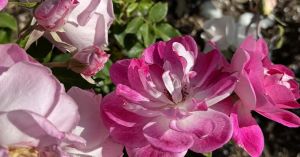 3 Ways Spring Brings Hope