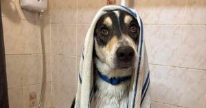 Lucky by name but not by nature... meet Norfolk's unluckiest rescue dog