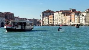 Il delfino di Venezia non va salvato, ma protetto: le regole per rispettare Mimmo