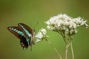 Craquez pour Ageratina ligustrina, qui, en automne, nous offre des nuages de fleurs blanches attirant irrésistiblement les pollinisateurs en quête de réserves de nourriture avant l’hiver. Nos conseils pour planter cet arbuste presque tout terrain, solide et gracieux.