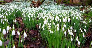 Why the snowdrops tell me I’m finally at home on my Hebridean island