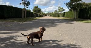 Norwich named among UK's top 10 dog-friendly holiday destinations