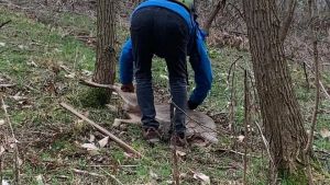 Volpago, capriolo nel cappio dei bracconieri: salvato da escursionisti